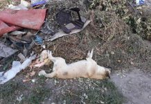 В Павлограде неизвестные травят собак (ФОТО)