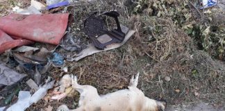 В Павлограде неизвестные травят собак (ФОТО)