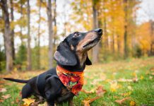 За пса без намордника или собачьи фекалии могут оштрафовать: на сколько