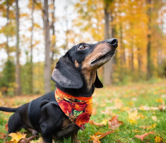 В Павлограде предлагают создать отдельные территории для выгула собак