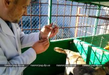 В Павлограде бездомных собак вакцинировали от бешенства