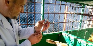 В Павлограде бездомных собак вакцинировали от бешенства