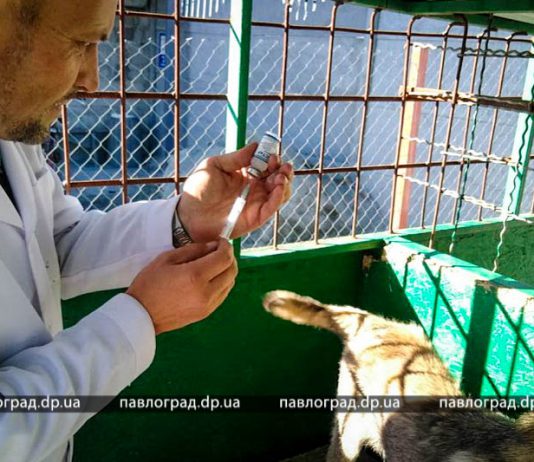 В Павлограде бездомных собак вакцинировали от бешенства