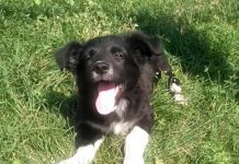 В Першотравенске собаку спас полицейский, а её жестокий хозяин получил срок