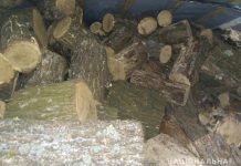 В дубраве под Павлоградом задержали «чёрных лесорубов»