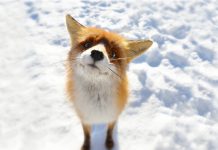 Над Павлоградским районом разбросают вакцину от бешенства