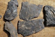 Шахтер из Терновки передал музею Днепра окаменелости, которым более 300 млн лет (ФОТО и ВИДЕО)