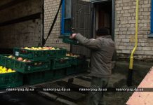 Предприниматель подарил павлоградской детворе 4 т яблок