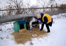 Бездомным животным смастерили будку возле трассы (ФОТОФАКТ)
