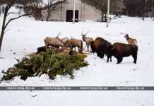 Новогодняя елка Павлограда стала кормом для экзотических животных (ФОТОФАКТ)