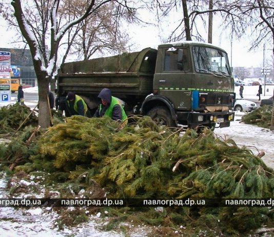 Нераспроданные ёлки павлоградские коммунальщики превращают в щепу