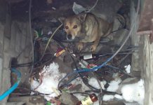 В Павлограде из люка доставали собаку