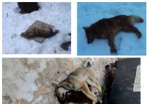 На одном из микрорайонов Павлограда догхантеры разбросали отравленную кашу?