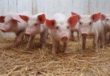 На Днепропетровщине зарегистрировали вспышку африканской чумы свиней