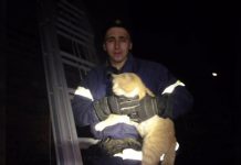 В Павлограде сняли с крыши рыжее чудо (ВИДЕО)