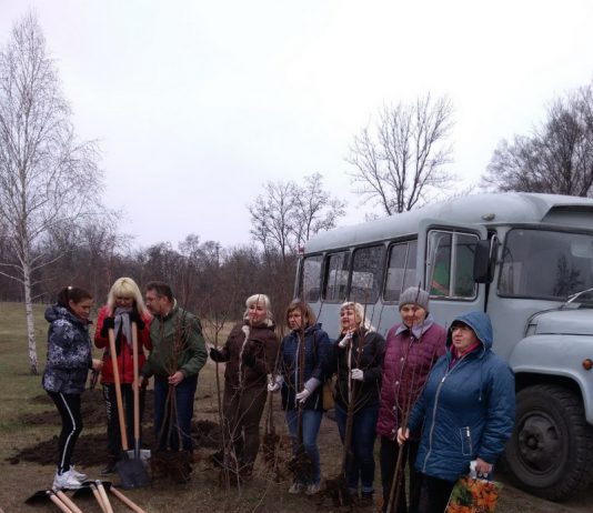 В парке им. 1 мая на Аллее Героев стало больше рябин