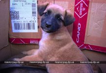 Сжигание травы угрожает животному и растительному миру — зооволонтёры