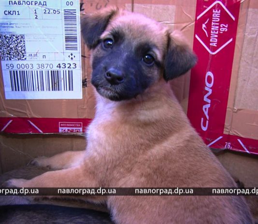 Сжигание травы угрожает животному и растительному миру — зооволонтёры