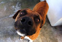 В Терновке простерилизуют бездомных животных