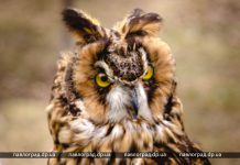 В парке Павлограда можно было увидеть десятки пород птиц (ФОТО)