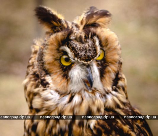 В парке Павлограда можно было увидеть десятки пород птиц (ФОТО)