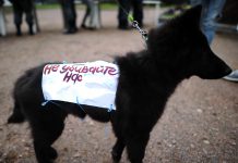 В Першотравенске подростка подозревают в жестоком обращении с животными