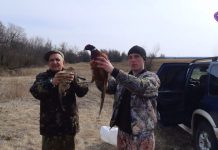 В городском парке Павлограда выпустили фазанов (ВИДЕО)