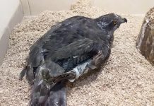 В Першотравенске нашли подстреленного ястреба-тетеревятника