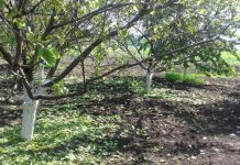 Почему на Днепропетровщине осыпаются абрикосы? (ВИДЕО)