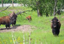 В Павлограде в заповеднике химзавода родился бизон