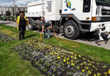 На клумбах Павлограда высадят 25 тысяч саженцев цветов