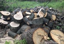 На Юрьевщине задержали двух лесорубов