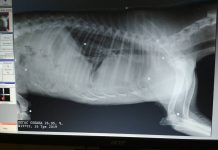 В районе Васильковки нашли расстрелянных собак (ФОТОФАКТ)