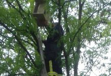 В Першотравенске спасатели спасли детскую площадку… от роя пчёл