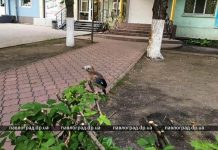 В Павлограде видят птенцов-слёток. Не стоит их трогать! (ФОТО)