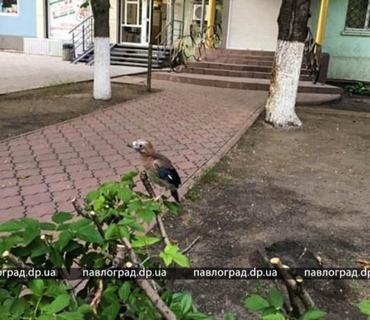 В Павлограде видят птенцов-слёток. Не стоит их трогать! (ФОТО)