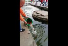 В городской фонтан Павлограда снова выпустили рыбок (ВИДЕО)