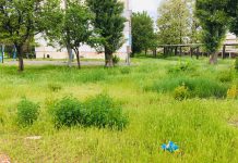 У Павлограді викосять 72 га трави