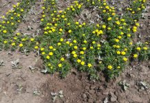 Вандалы вырвали цветы на новой клумбе в форме трезубца