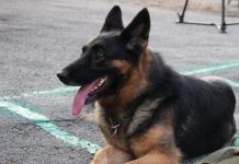 Служебная собака помогла найти убийцу