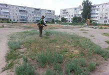 В Павлограде амброзию уничтожают гербицидом