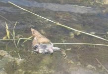 В Волчьей всплывают мертвые черепахи