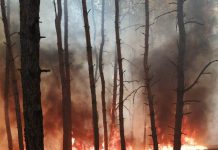 Сгорел гектар леса в с. Зеленый Гай