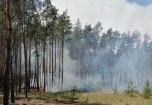 Жителям Павлограда запретили посещать леса