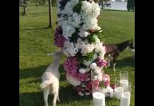 На свадьбе павлоградцев козы едва не съели цветочные декорации (ВИДЕО)