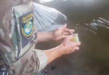 В реки Павлограда и Терновки выпустили больше 7 тыс. мальков сома (ВИДЕО)