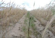 Вклад в экологию: ДТЭК помог Павлоградскому лесхозу высадить 65 000 саженцев