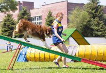 В Павлограде прошли соревнования среди хвостатых