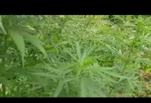 На улице селекционера и биолога Мичурина выращивали коноплю (ВИДЕО)