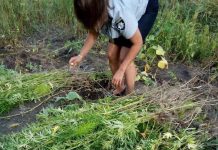 На Юрьевщине во дворе пенсионера обнаружили наркоплантацию